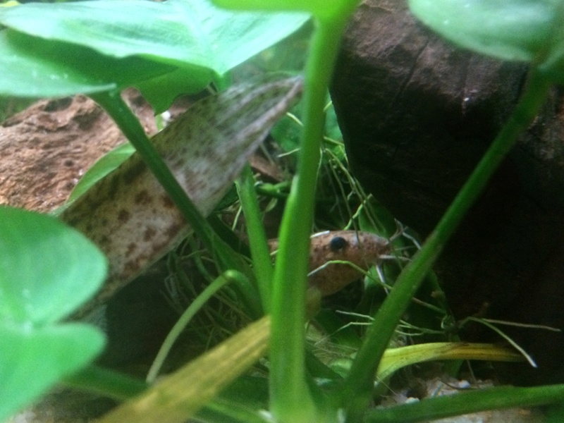 Des nouvelles de mes bacs et de l'aquariophilie en général !(avec photos) Img_0814