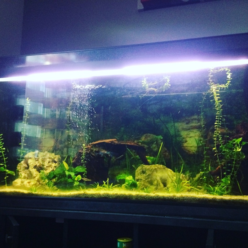Des nouvelles de mes bacs et de l'aquariophilie en général !(avec photos) Img_0817