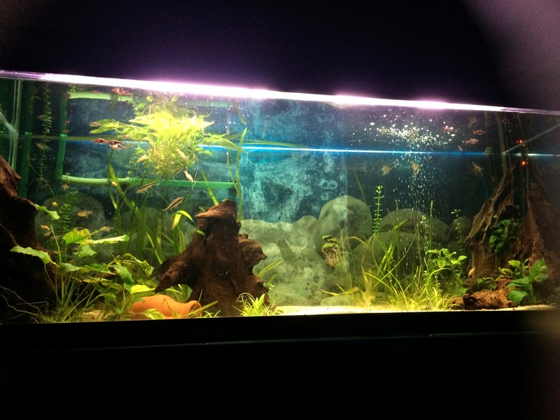 Des nouvelles de mes bacs et de l'aquariophilie en général !(avec photos) Img_0818