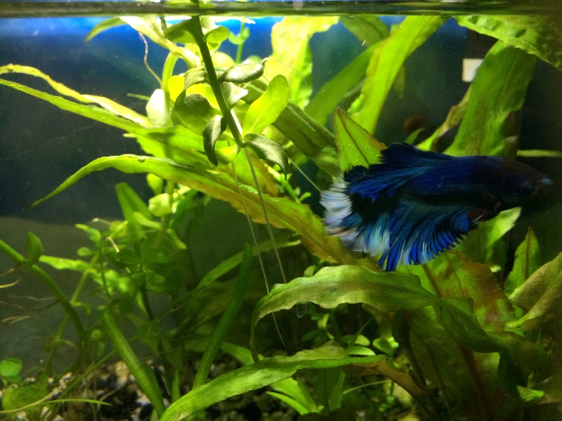 Des nouvelles de mes bacs et de l'aquariophilie en général !(avec photos) Img_0822