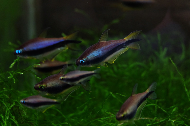 Reproduction petits poissons Dscf6413