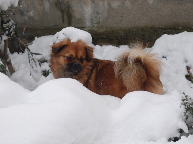 MUFFIN, épagneul Tibétain sorti d'élevage - notre Bébé Tinou Csc_0027