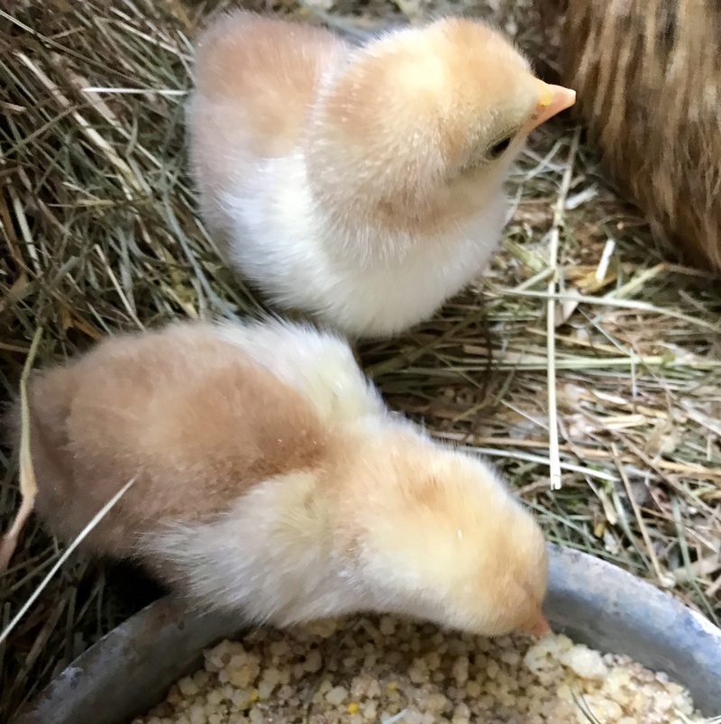 Première couvaison de Silkies  29f36f10