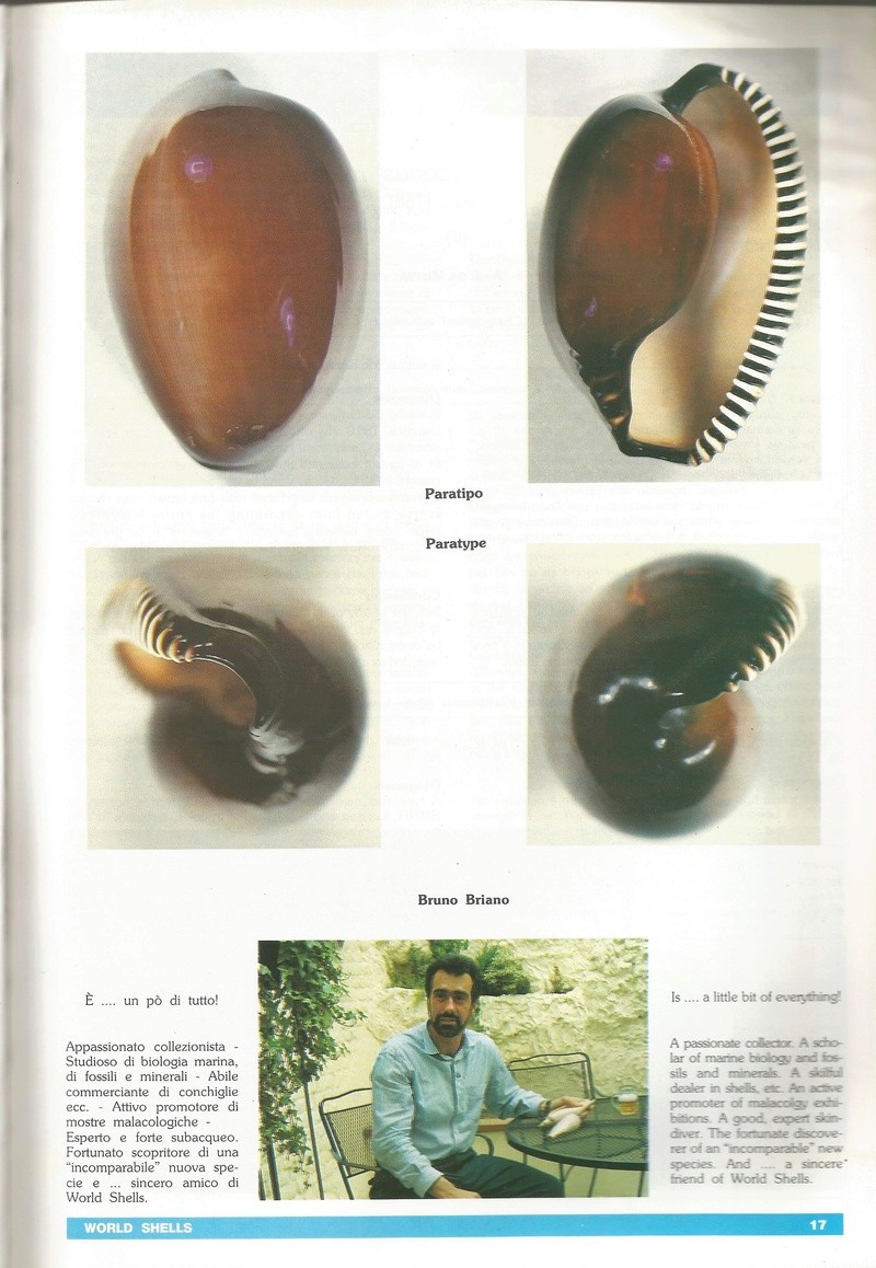 Eocypraeidae - Sphaerocypraea incomparabilis (Briano, 1993) B410