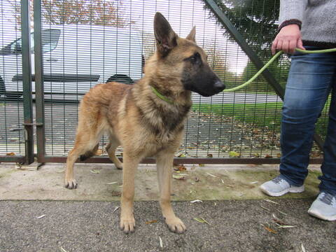 Croisé Berger Belge Malinoistervueren
