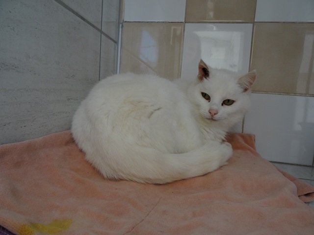 BLANCHE NEIGE blanche - FIV+ - 2008 Blanch10