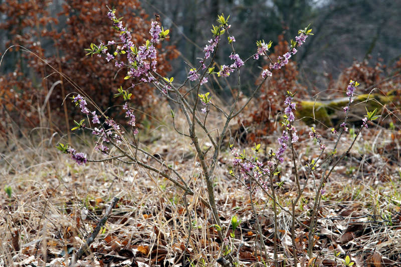 Erste Frühlingsboten im Garten und in Wald und Flur - Seite 63 800dsc11