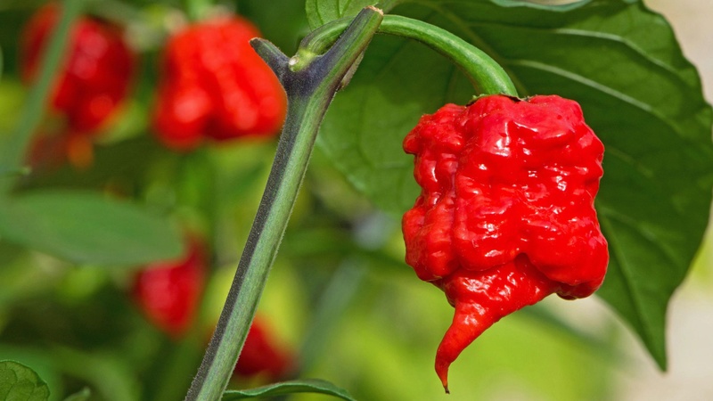 Man hospitalised after eating world's hottest chilli pepper in eating contest 213d8b10