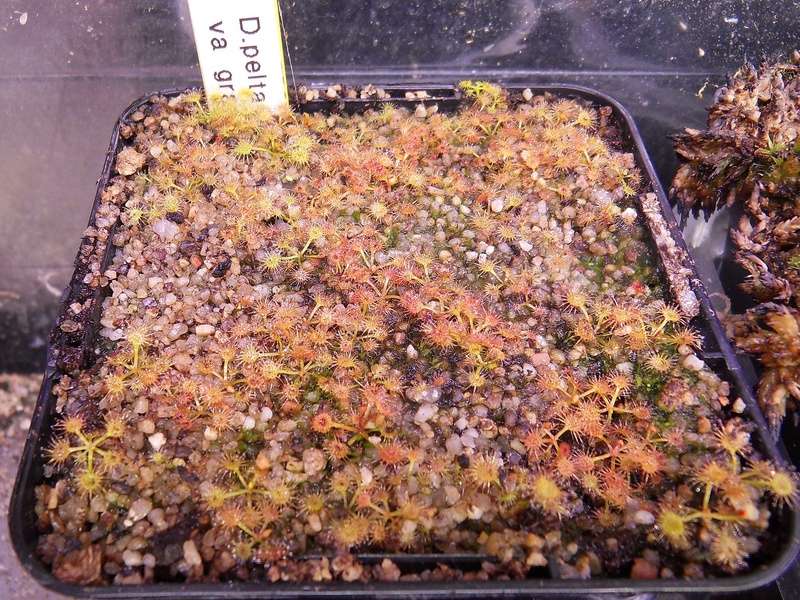 Drosera peltata anglesia var gracilis Sdc17756