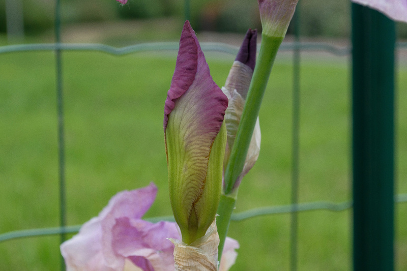 Iris ancien rose - Natyra [identification en cours] Dsc_0114