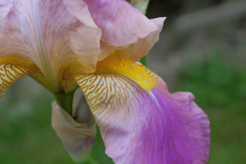 Iris ancien rose - Natyra [identification en cours] Dsc_0116