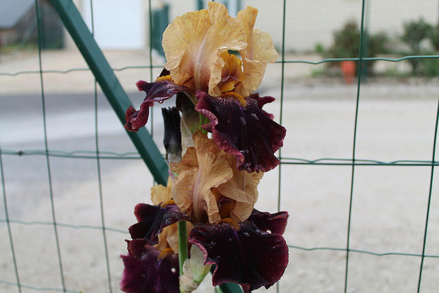 Iris 'Rustic Royalty' - Schreiner 2000 Rustic12