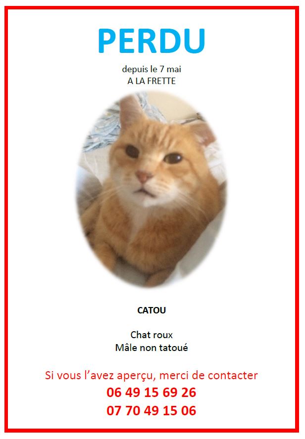 Perdu Catou à La Frette le 7 mais 2018 Chat_p10
