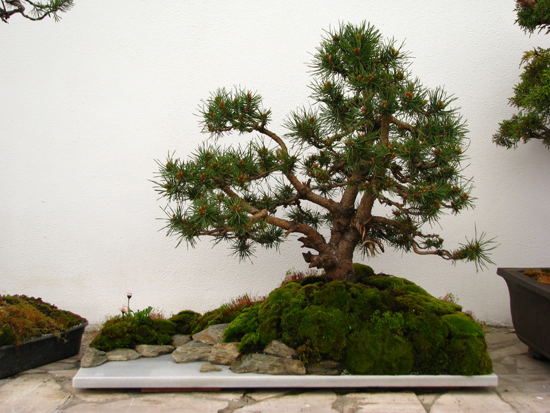 Pinus sylvestris from garden centre Img_9614