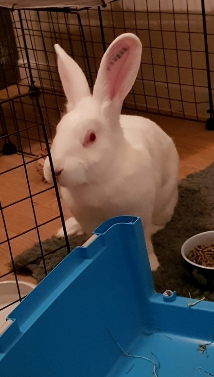 [White Rabbit]Juno, lapine réhabilitée de laboratoire 15165714
