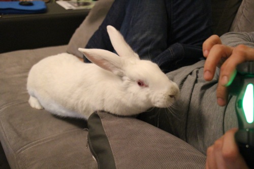 [White Rabbit]Juno, lapine réhabilitée de laboratoire 15198411