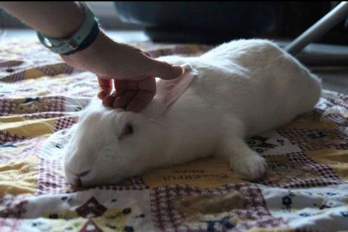 [White Rabbit]Juno, lapine réhabilitée de laboratoire 15224911