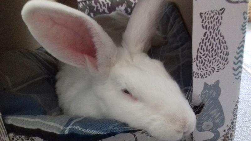 [ADOPTEE] Griotte, lapine réhabilitée de laboratoire 20180410