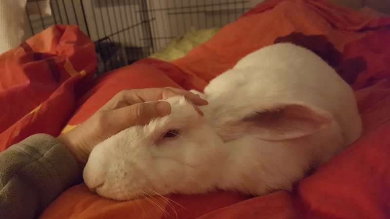 [ADOPTE] Oreo, lapin réhabilité de laboratoire 20181111