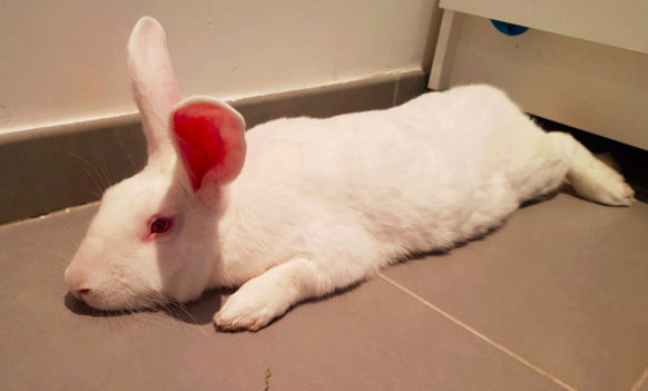 [ADOPTE] Elios, lapin réhabilité de laboratoire 29034610