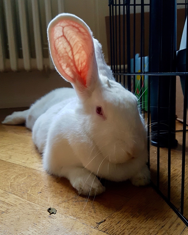 [ADOPTEE] Gaïa, lapine réhabilitée de laboratoire 58194610