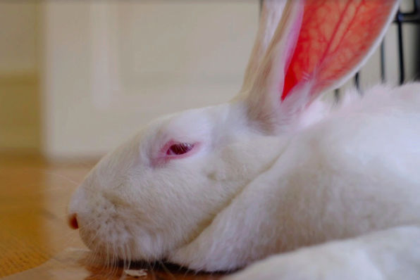 [White Rabbit] Gaïa, lapine réhabilitée de laboratoire 65038710