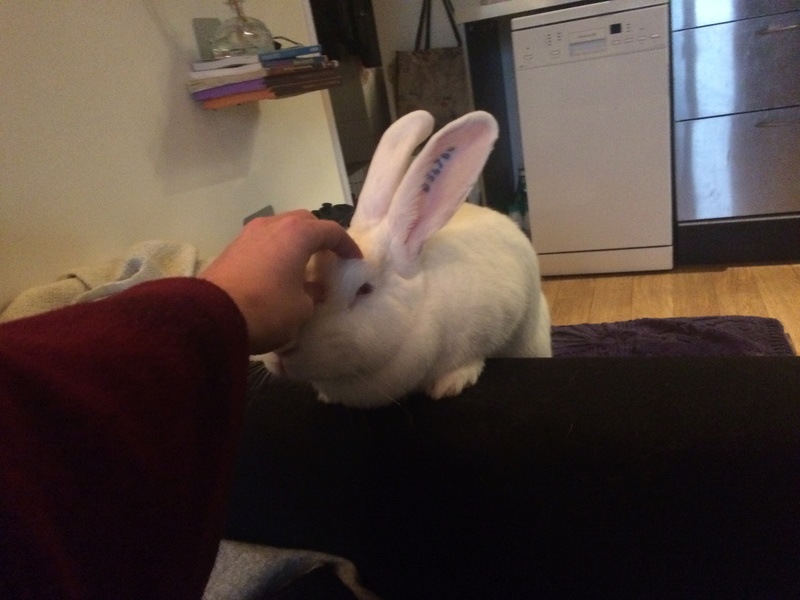 [ADOPTEE] Falka, lapine réhabilitée de laboratoire 81380210