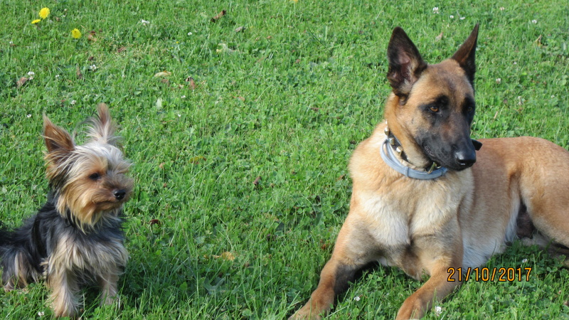 HOLLY, type malinoise, 3 ans - F Holly_19