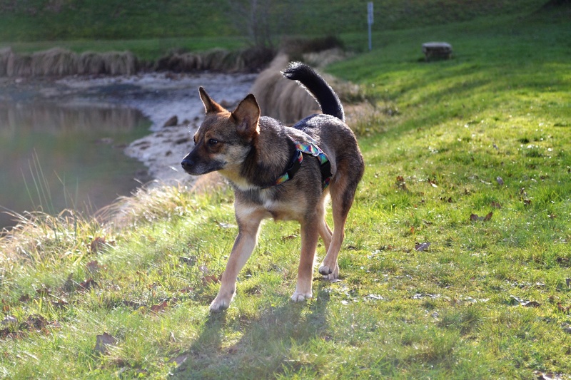 EIKO - femelle, née environ janvier 2016, croisée, taille moyenne (Pascani)- REMEMBER ME LAND - Adoptée par Julie (87) - Page 2 Dsc_0327