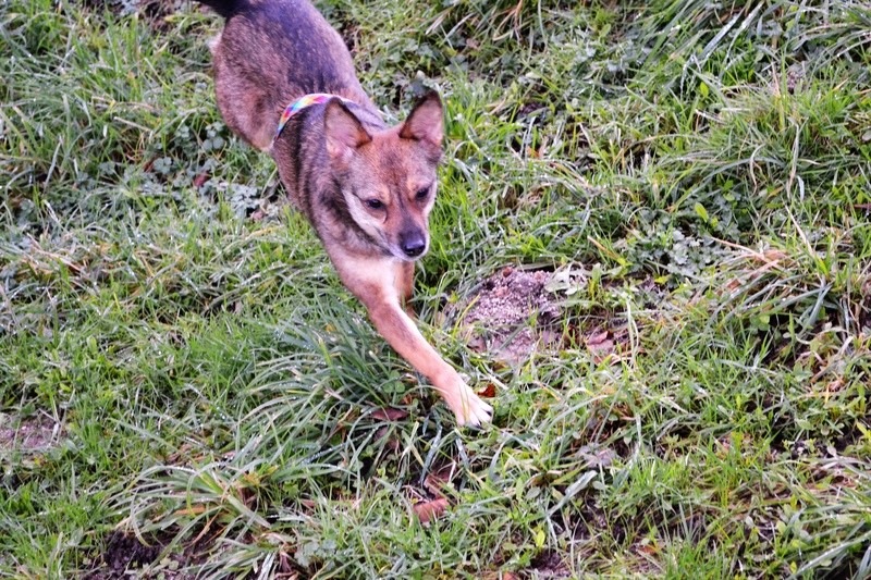 EIKO - femelle, née environ janvier 2016, croisée, taille moyenne (Pascani)- REMEMBER ME LAND - Adoptée par Julie (87) - Page 2 Dsc_0418