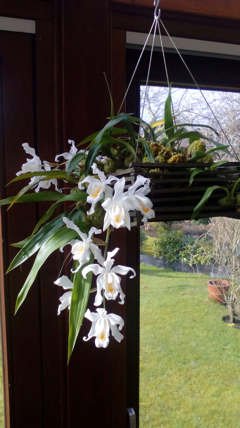 Orchideen 2018 - 2022 Teil 3 - Seite 18 29_03_15