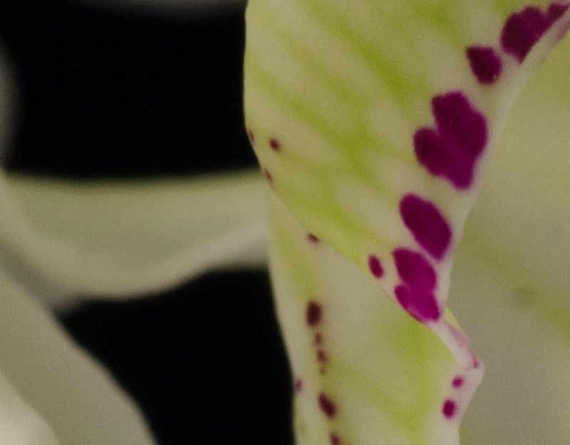 Bilder verkleinern und hochladen Orchid27