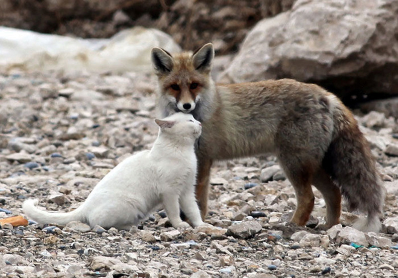 Vote sur le thème "La tendresse animal"  Tendre10