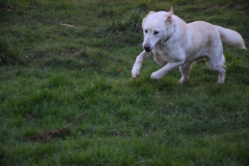 PRINCE-BOB, identifié 941.000.017.389.115, en FA longue durée dpt 27 Bob313