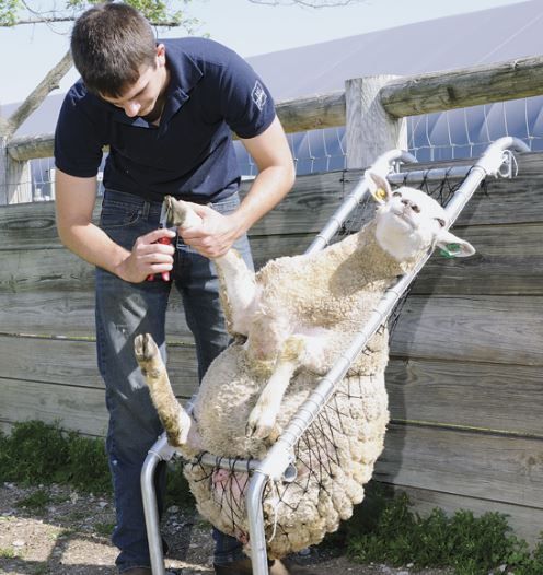 Photos amateurs de moutons - Page 7 Mouto101