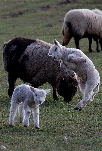 Photos amateurs de moutons - Page 3 Mouton10