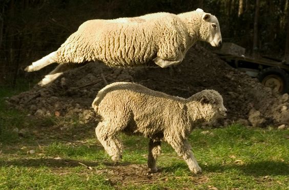 Photos amateurs de moutons - Page 3 Mouton12