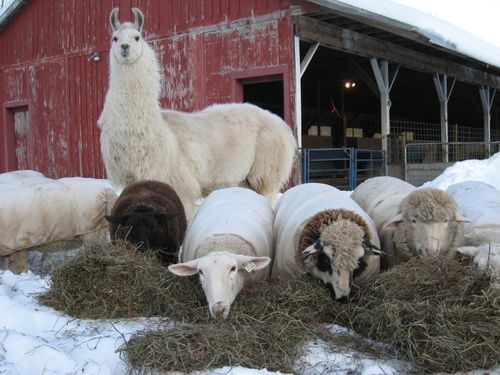 Photos amateurs de moutons - Page 6 Mouton61