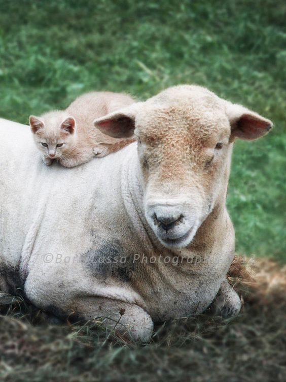 Photos amateurs de moutons - Page 7 Mouton83
