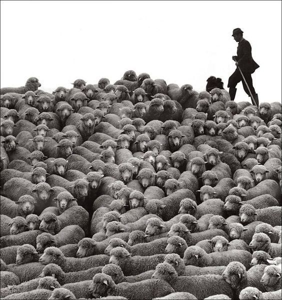 Photos amateurs de moutons - Page 7 Mouton85