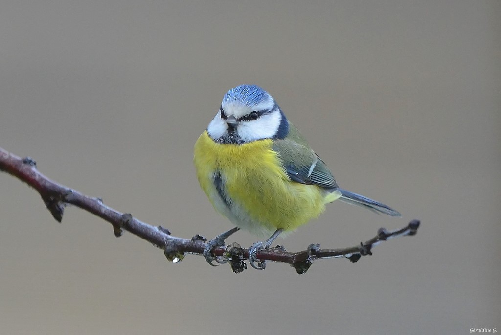 Mésange bleue Dsc_0022