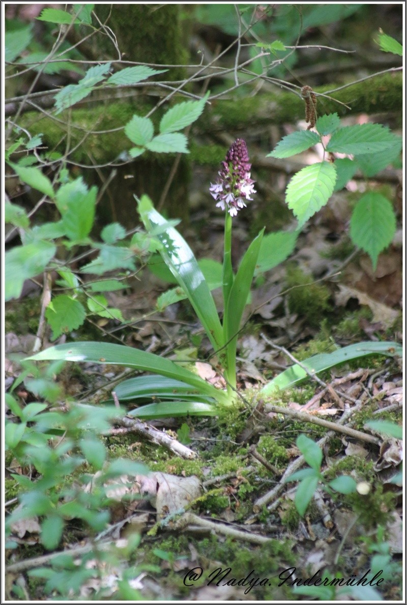 Orchidée sauvage (France) Cadrei19