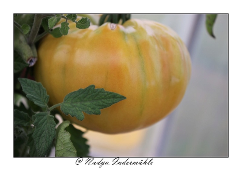 La tomate Cadrim14
