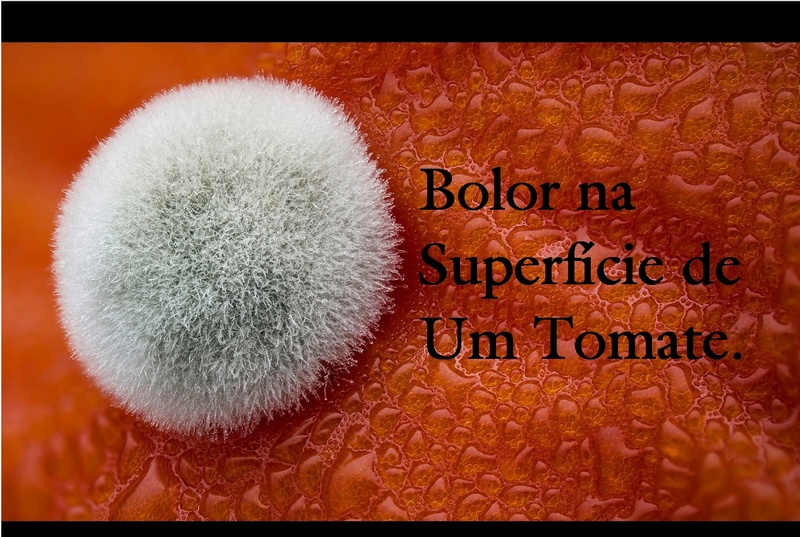 Objetos, seres, plantas e coisas ampliadas no microscópios, parecem mas não é! Bolor_10