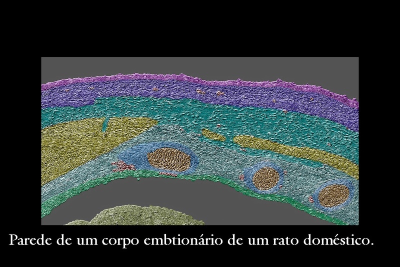 Objetos, seres, plantas e coisas ampliadas no microscópios, parecem mas não é! Rato_d10