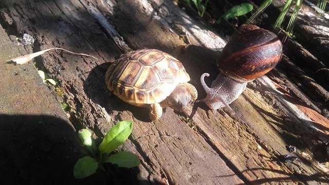 Discussion entre une tortue et un éscargot 34035910