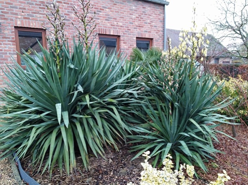 Yucca rostrata Img_2062