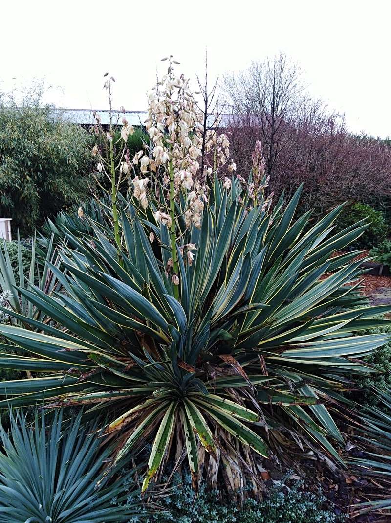 Yucca rostrata Img_2063