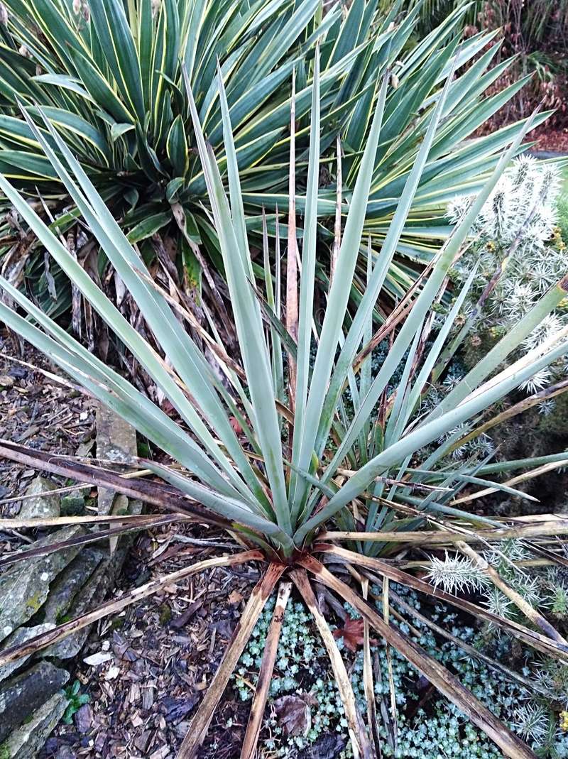 Yucca rostrata Img_2065