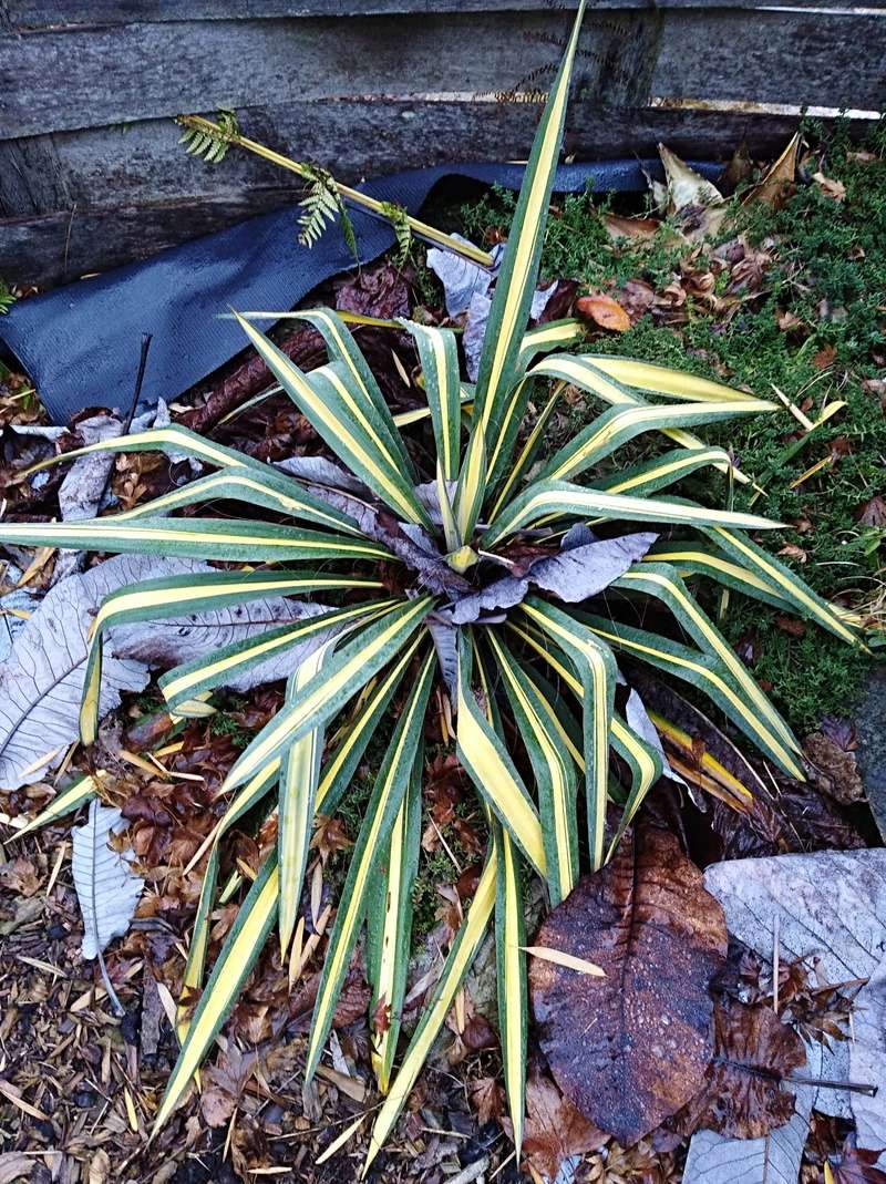 Yucca rostrata Img_2069